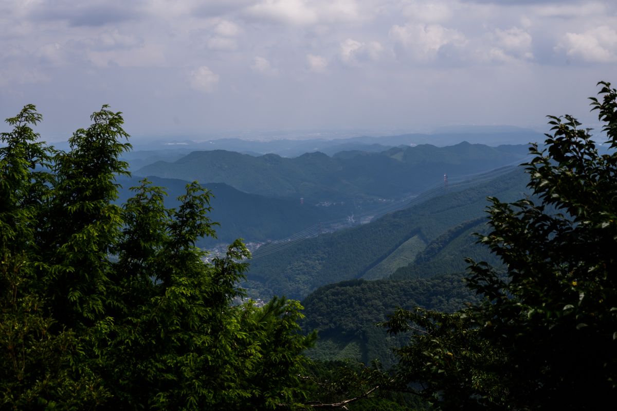 レンゲショウマ・御岳山